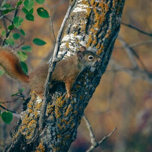 树干上的可爱松鼠