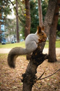 树枝上进食的可爱松鼠
