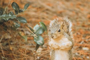 站立的松鼠在自然环境中