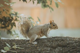 树枝上的可爱松鼠