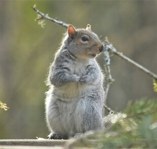 站立的松鼠眺望远方