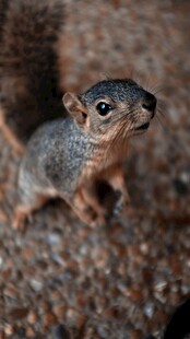 可爱小松鼠特写