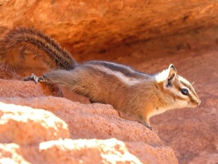岩石上的花栗鼠