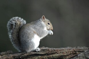 枝头松鼠进食瞬间