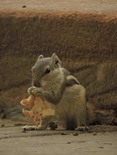 松鼠专注享用美味食物