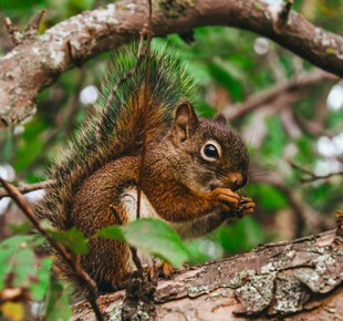 树枝上进食的可爱松鼠