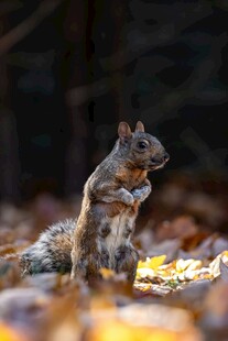 站立的松鼠在落叶间