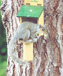 松鼠栖息在树上的小木屋旁