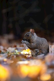林间松鼠进食图