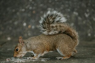 松鼠母子亲昵互动瞬间