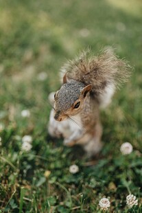 草地上的可爱小松鼠