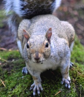 草地上的可爱松鼠