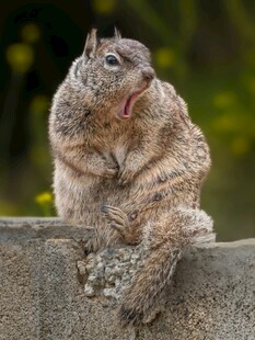 石上松鼠姿态可爱