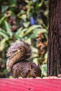 松鼠于红台上专注进食