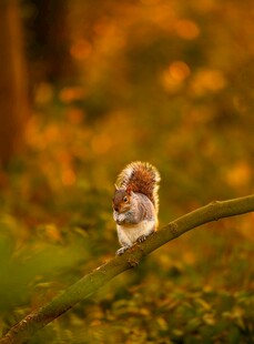 枝头小鸟赏秋日美景