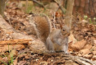 林间松鼠觅食瞬间