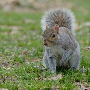 草地上的灰松鼠