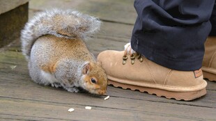 人与松鼠亲密互动瞬间