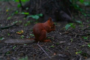 林间红松鼠专注觅食瞬间