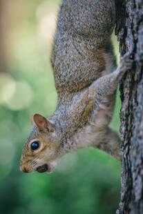 倒挂松鼠的灵动瞬间