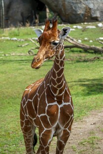 草原上的长颈鹿