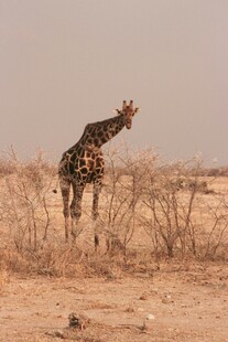 沙漠中独行的长颈鹿