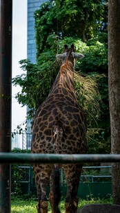 动物园中站立的长颈鹿