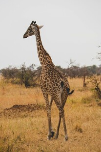 草原上的长颈鹿