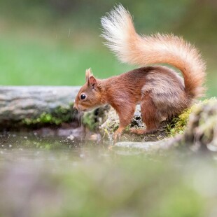 林间松鼠觅食瞬间
