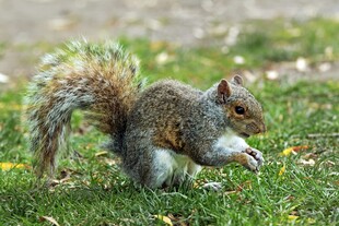 草地上进食的可爱松鼠