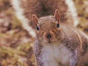 可爱松鼠户外特写