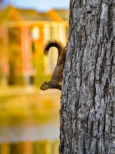 树干旁的可爱松鼠