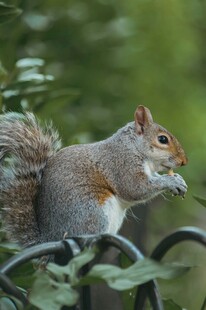 松鼠于围栏边进食