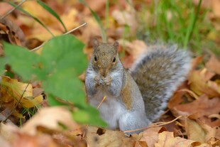 秋日松鼠于落叶间张望