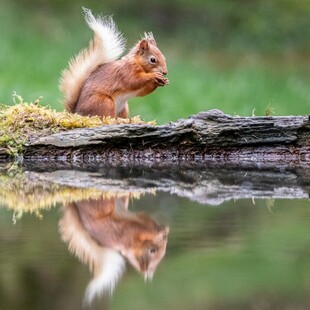 溪边松鼠的优雅进食瞬间