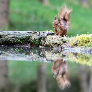 水边松鼠及其倒影
