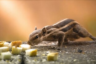 花栗鼠专注进食的瞬间
