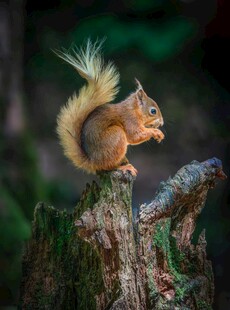 松鼠立于树桩进食瞬间