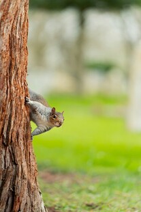 松鼠躲树后张望