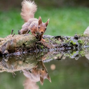 溪边松鼠啃食树干的瞬间