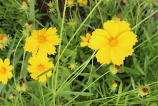 金鸡菊  