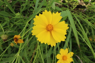 金鸡菊  