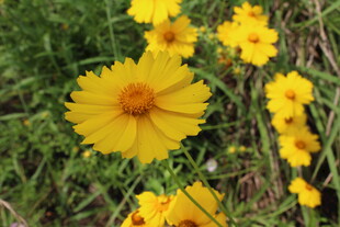 金鸡菊  
