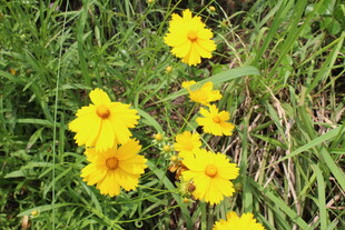 金鸡菊  