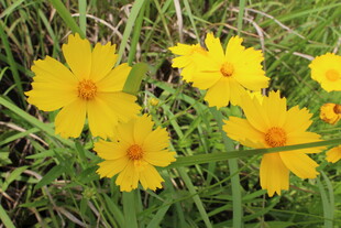 金鸡菊 