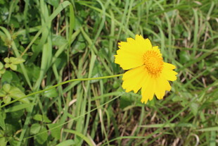 金鸡菊 