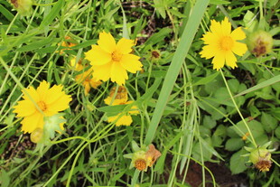 金鸡菊 