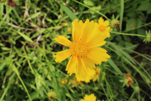 金鸡菊  