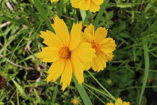 金鸡菊  