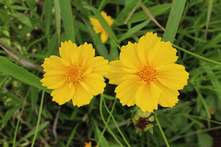 金鸡菊  